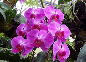 phalaenopsis.jpg